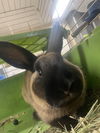 adoptable Rabbit in  named Lector