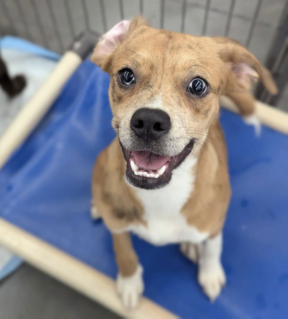 adoptable Dog in El Centro, CA named Kendall