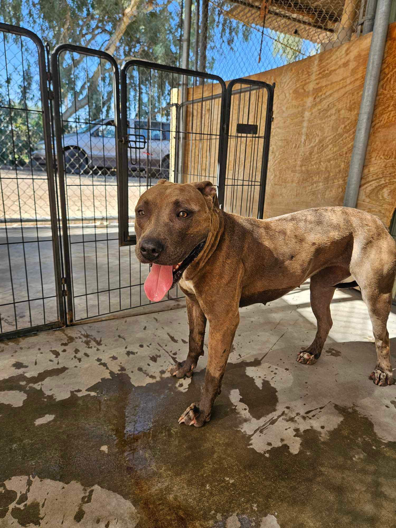 adoptable Dog in El Centro, CA named Jewels