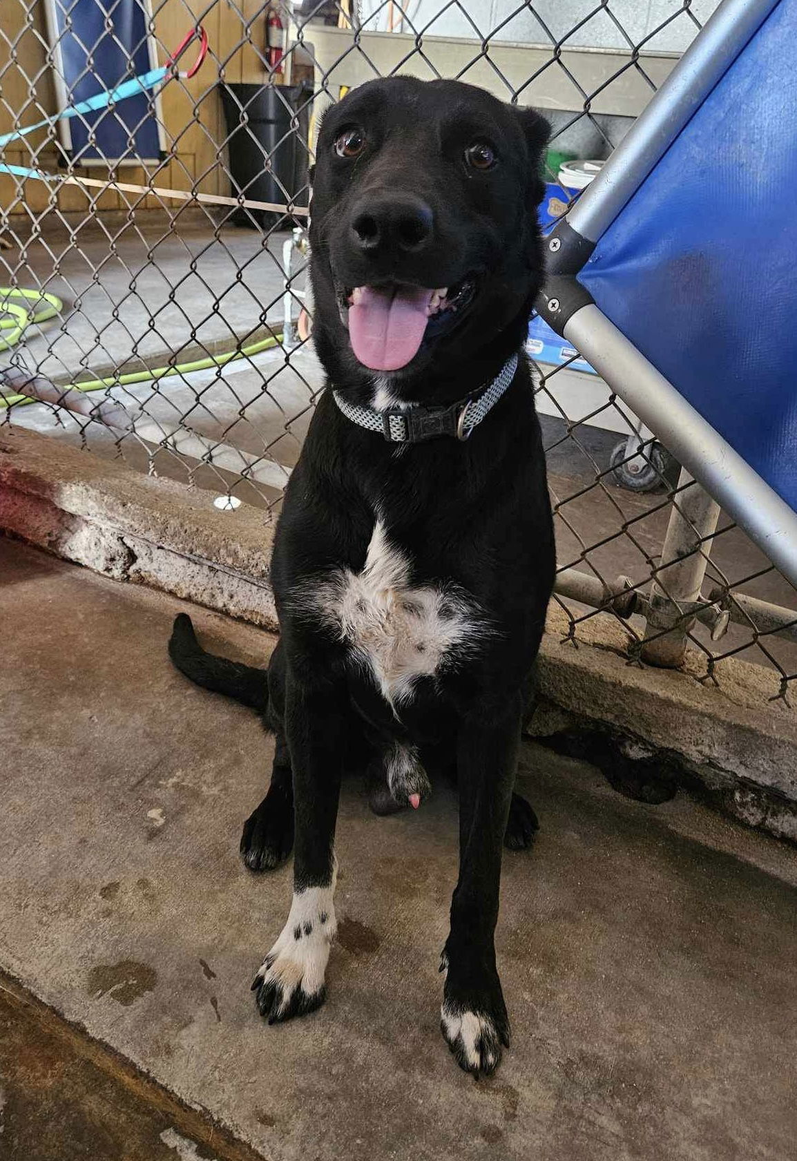 adoptable Dog in El Centro, CA named Malcolm