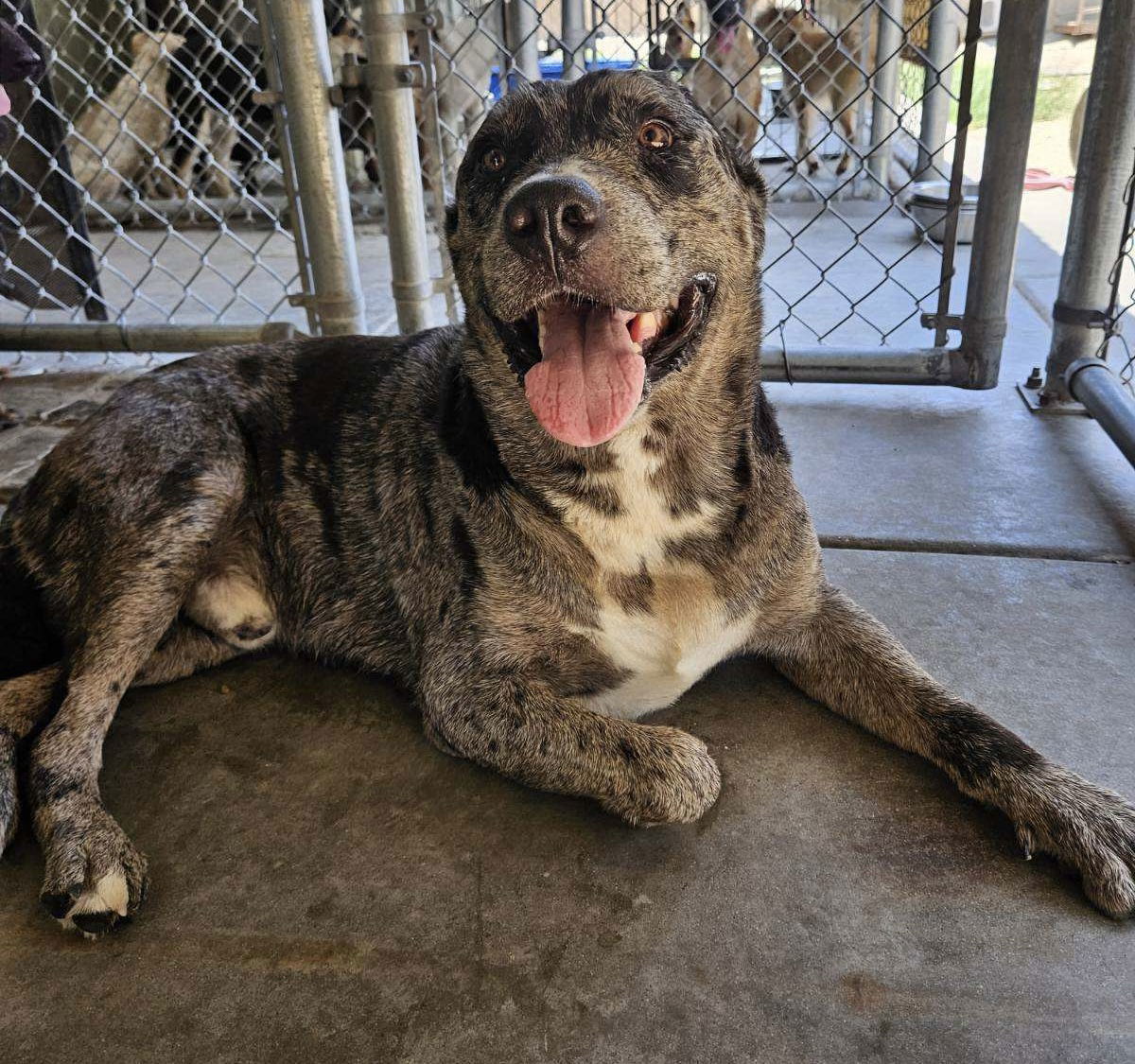 adoptable Dog in El Centro, CA named Buck