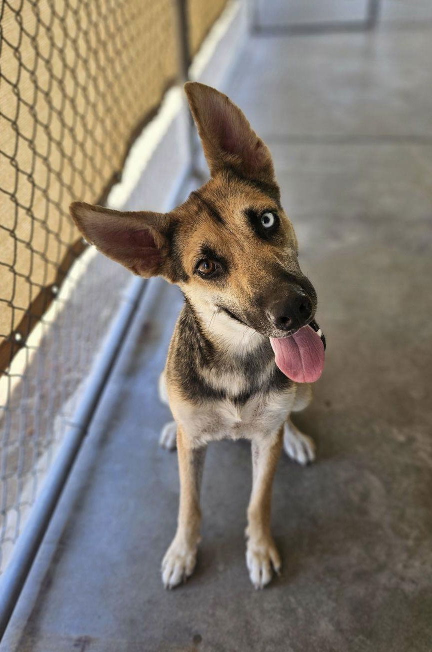 adoptable Dog in El Centro, CA named Shenzi