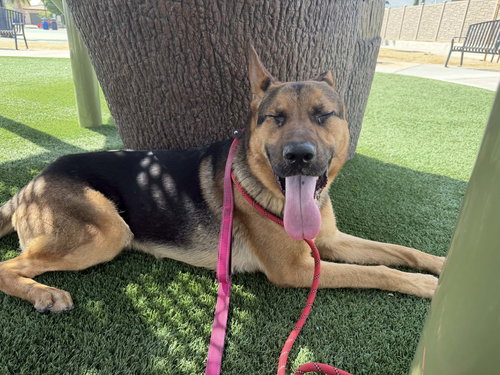 WILEY - Shepherd / Chow Chow available for adoption