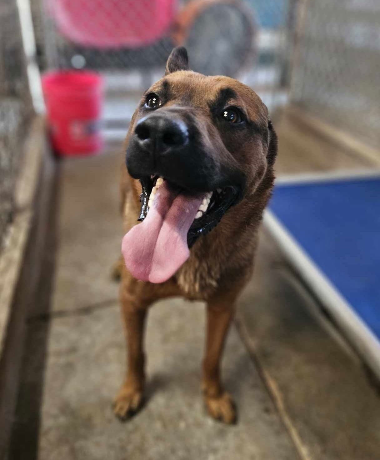 adoptable Dog in El Centro, CA named Wiley