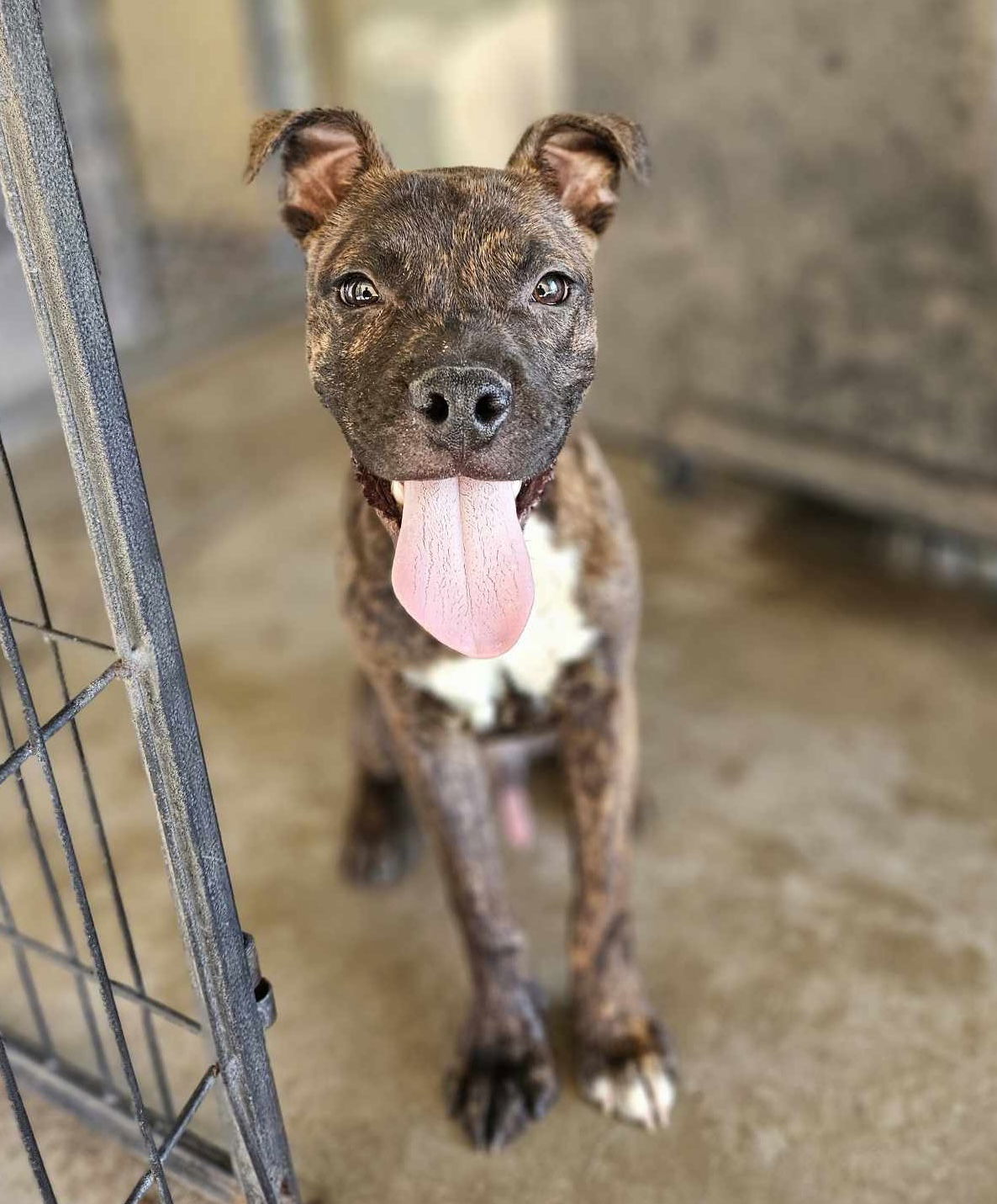 adoptable Dog in El Centro, CA named Russell