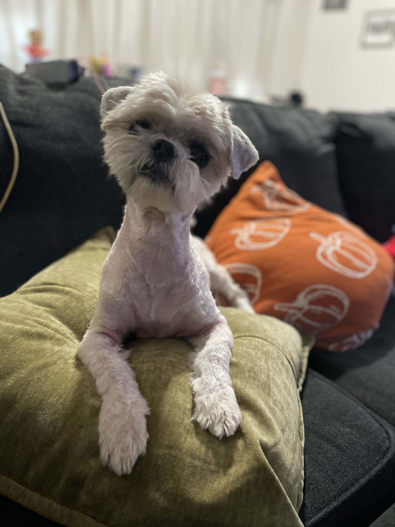 adoptable Dog in El Centro, CA named Chewy