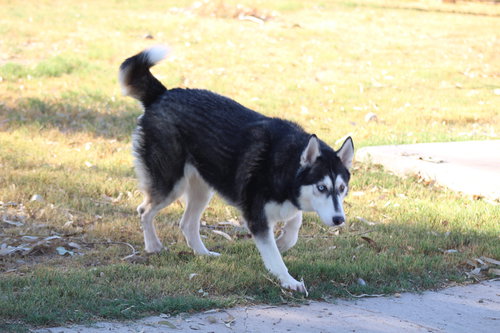 SWEENY - Husky available for adoption