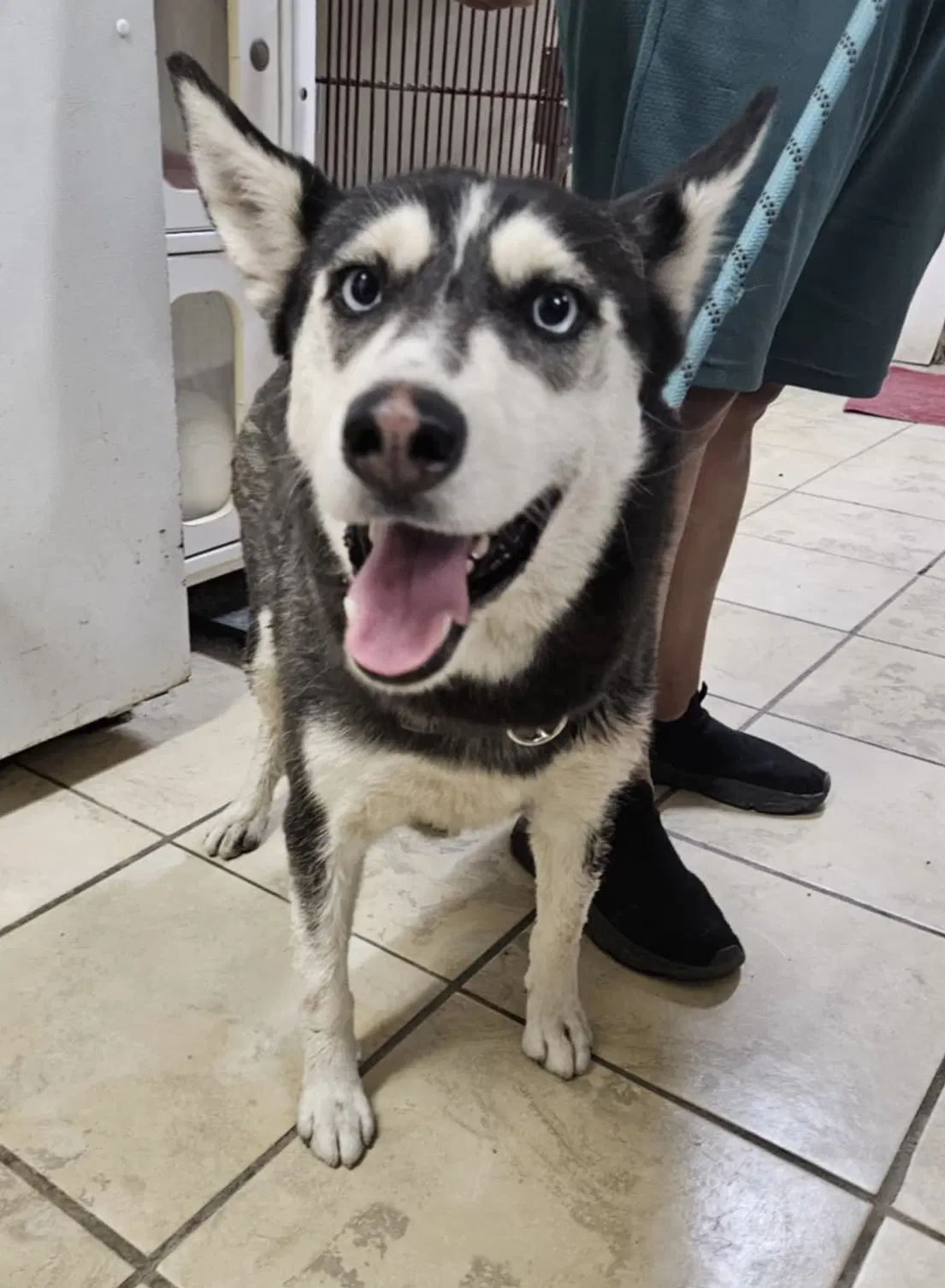 Winnie - Husky