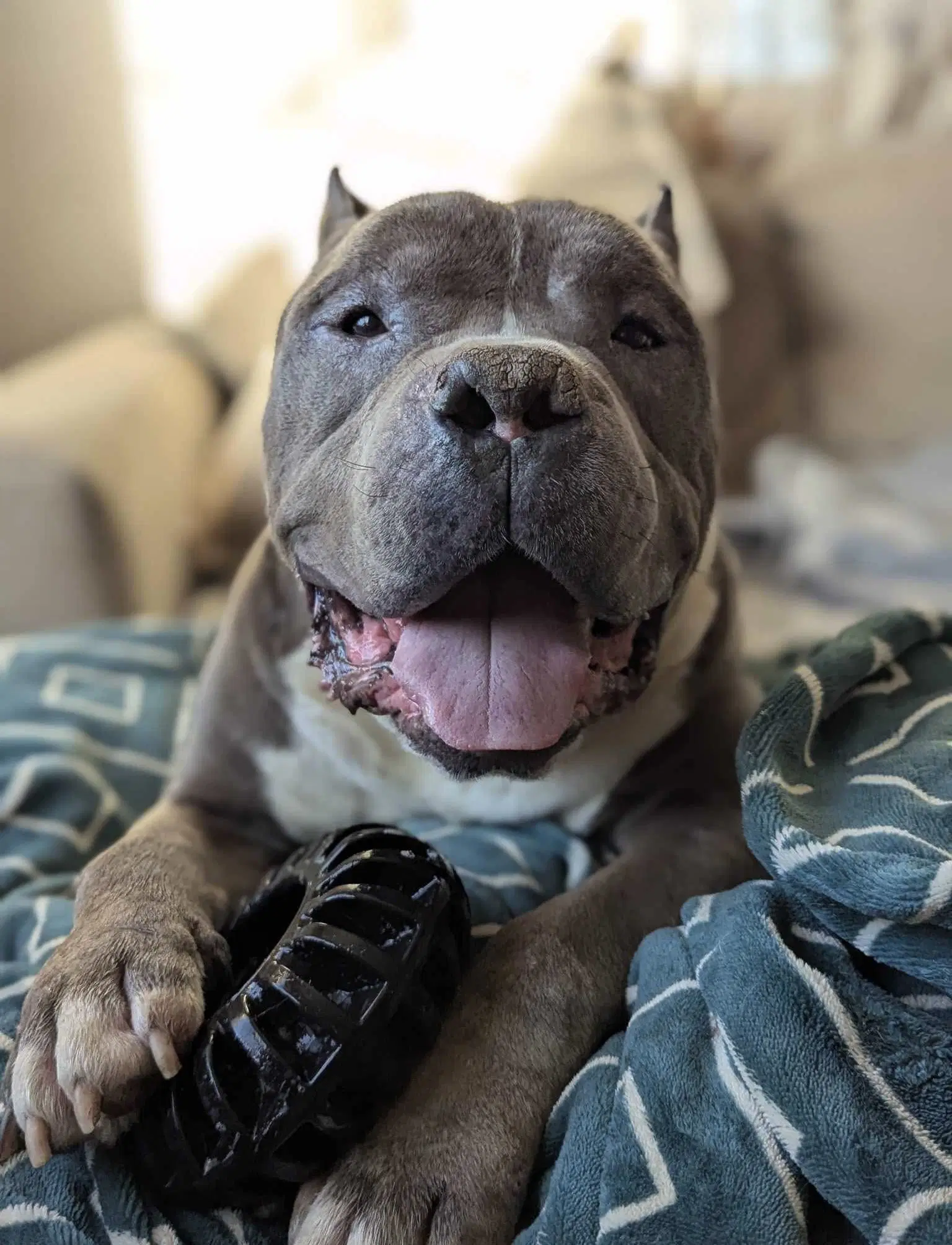 Dustin - Pit Bull Terrier