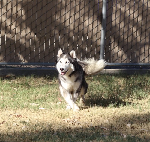 picture of the dog needing adoption