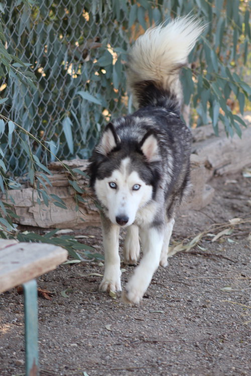 QUICHE - Husky available for adoption