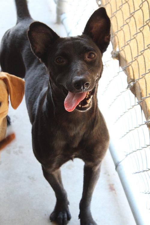 LUCKY - Labrador Retriever available for adoption
