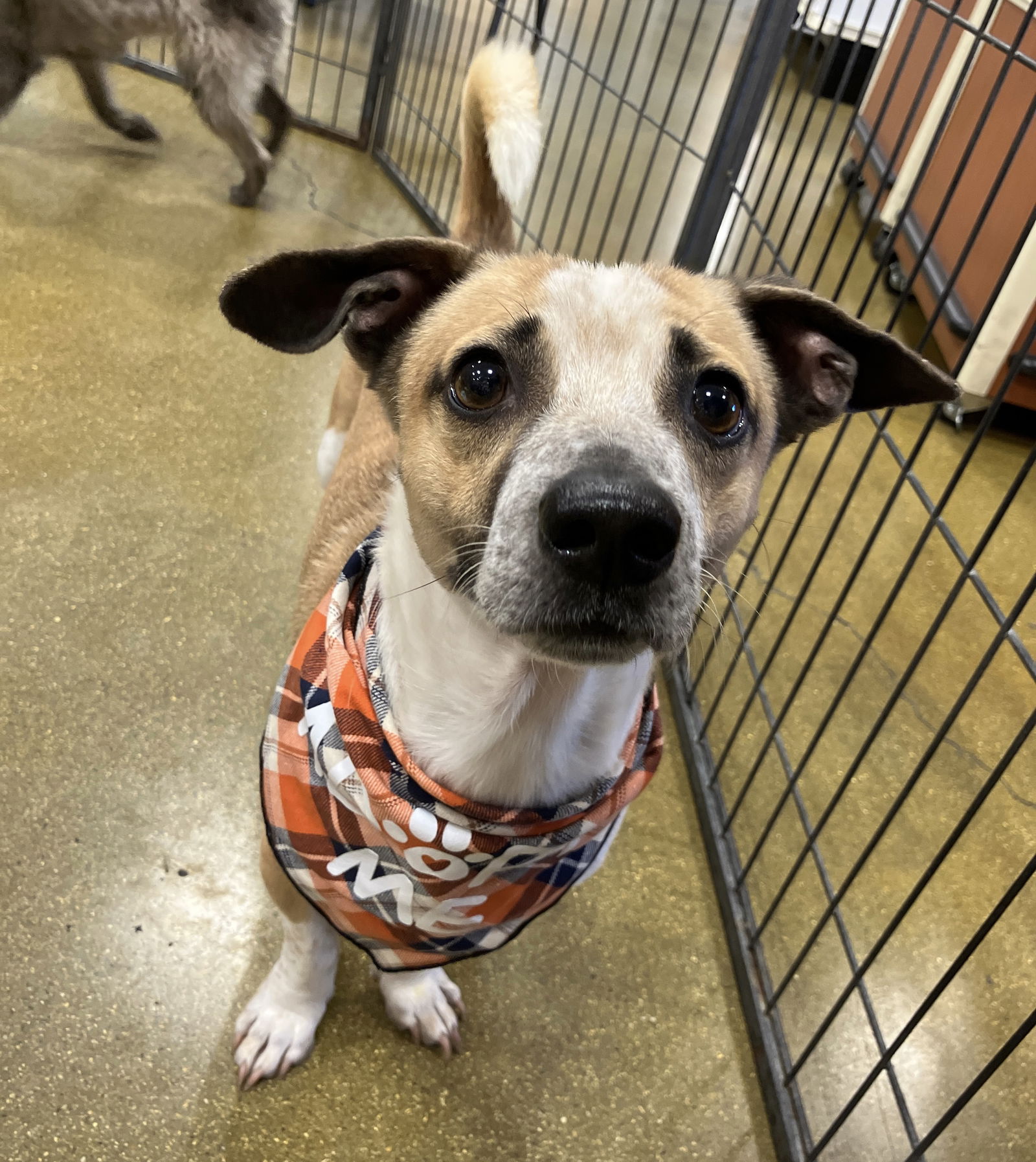 adoptable Dog in El Centro, CA named Lazlo
