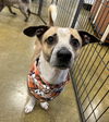 adoptable Dog in  named Lazlo