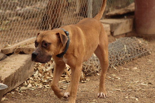 DILL - Boxer / Great Dane available for adoption