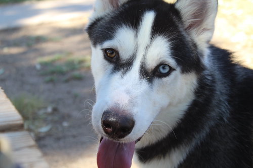 THOR - Husky available for adoption