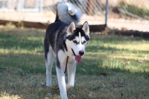 THOR - Husky available for adoption