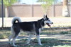 Thor - Photo 3