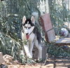Thor - Photo 4