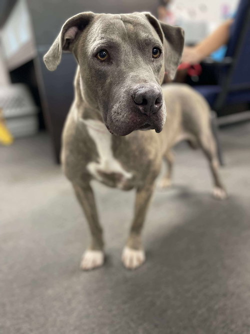 CHUCK - Pit Bull Terrier available for adoption