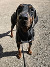 Rocky