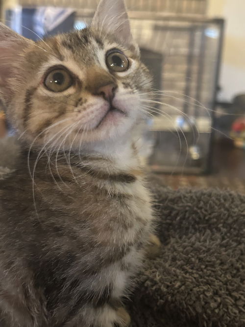 Penny