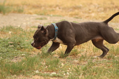 SHANIA - Pit Bull Terrier available for adoption