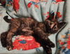 Darcy
