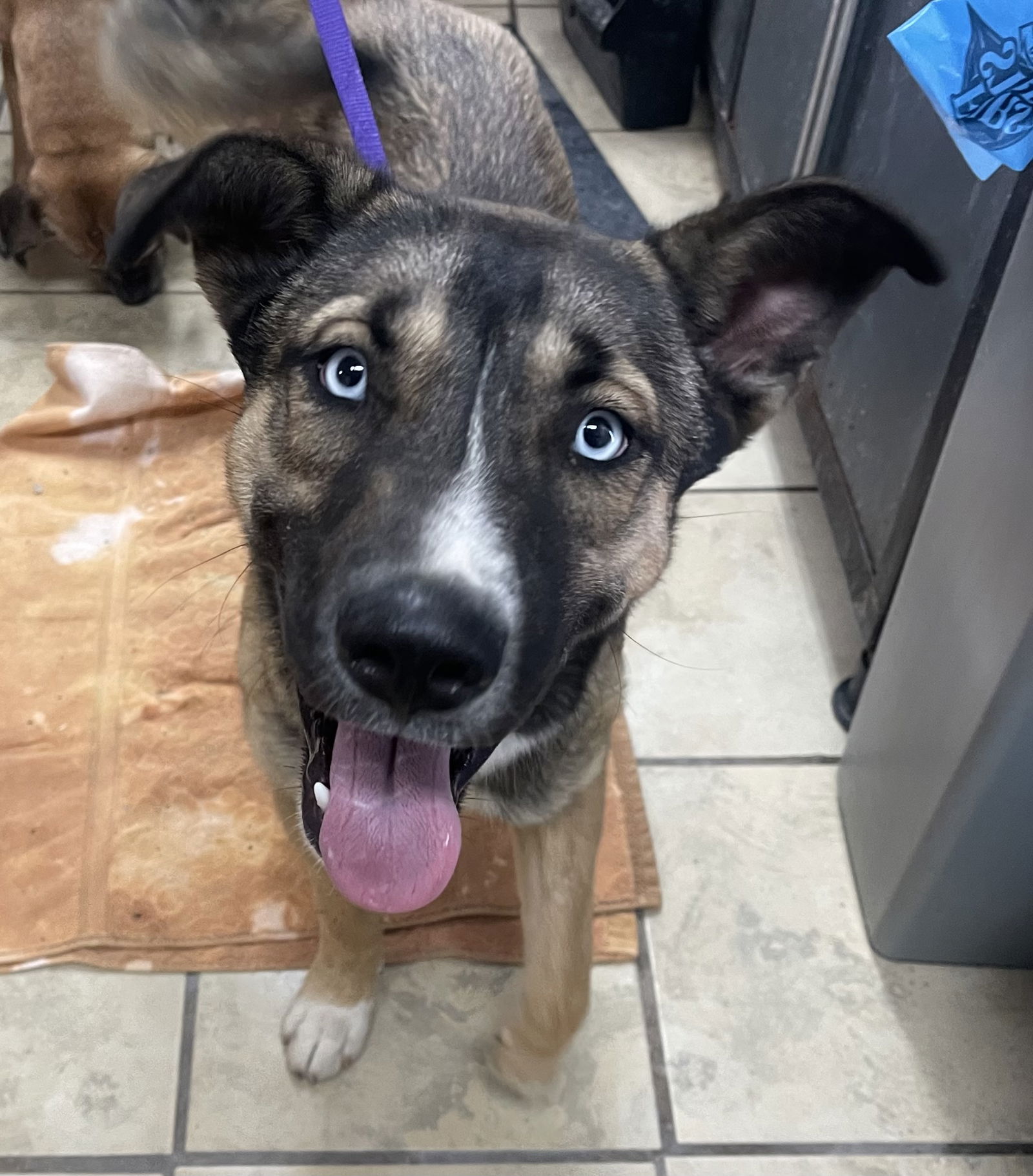 adoptable Dog in El Centro, CA named Wilbur