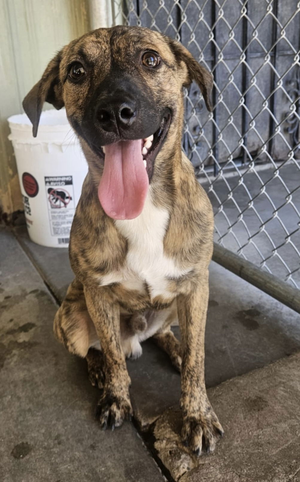 adoptable Dog in El Centro, CA named Barnaby