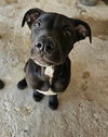 adoptable Dog in  named Dorothy