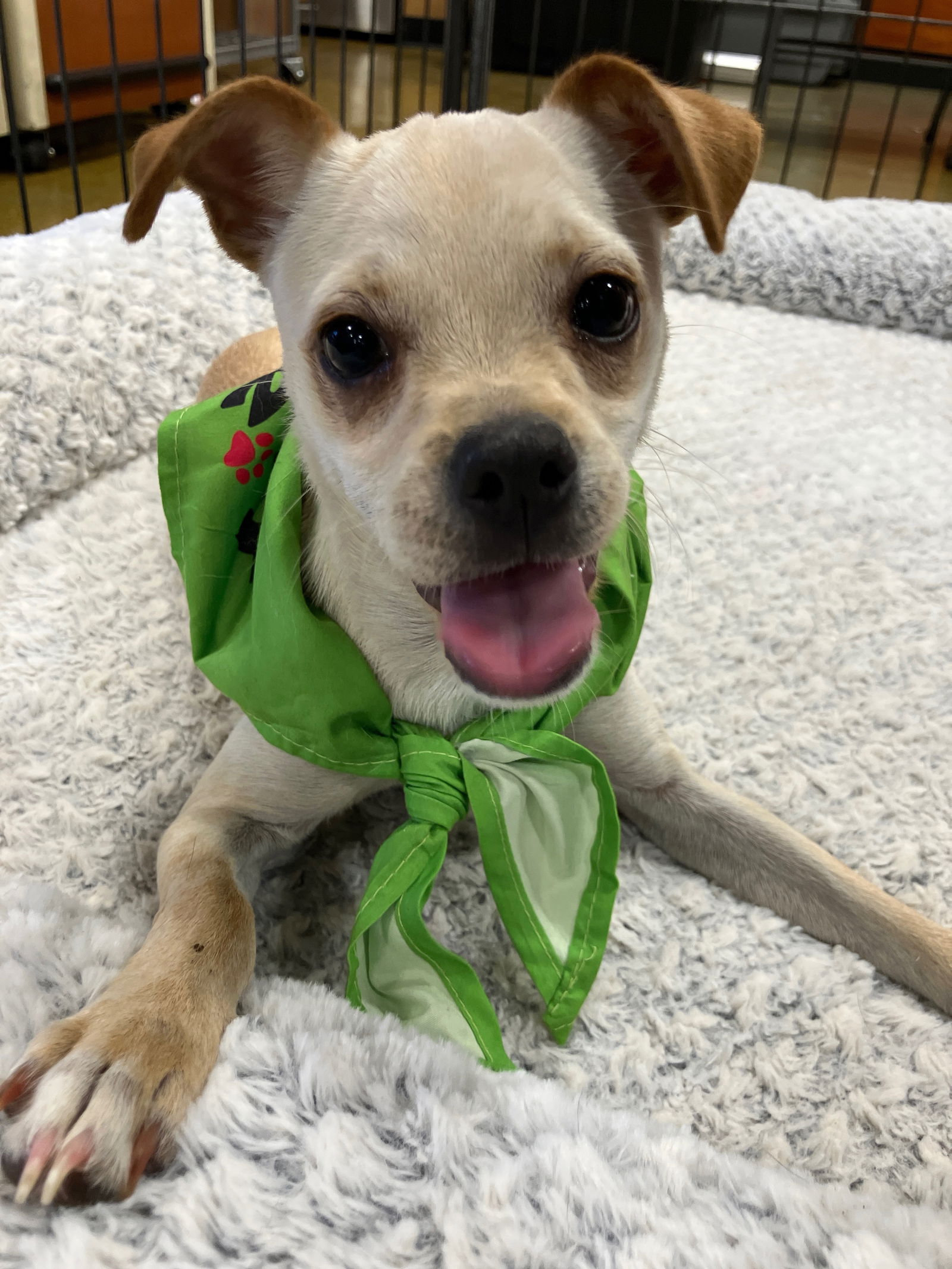 adoptable Dog in El Centro, CA named Maxine
