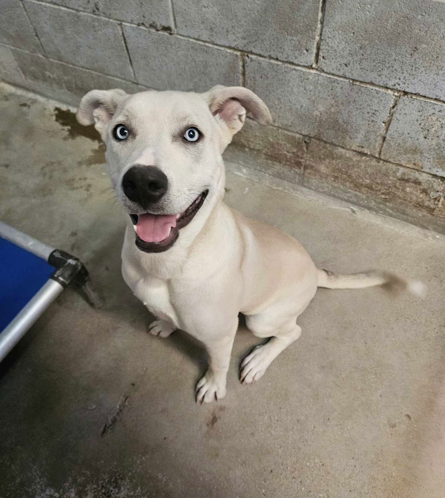 adoptable Dog in El Centro, CA named Charity