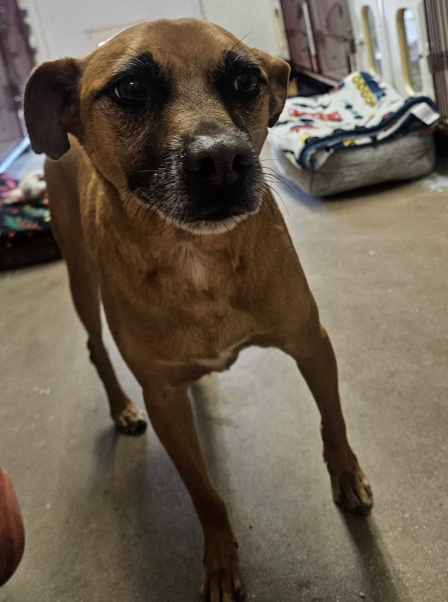 adoptable Dog in El Centro, CA named Abel
