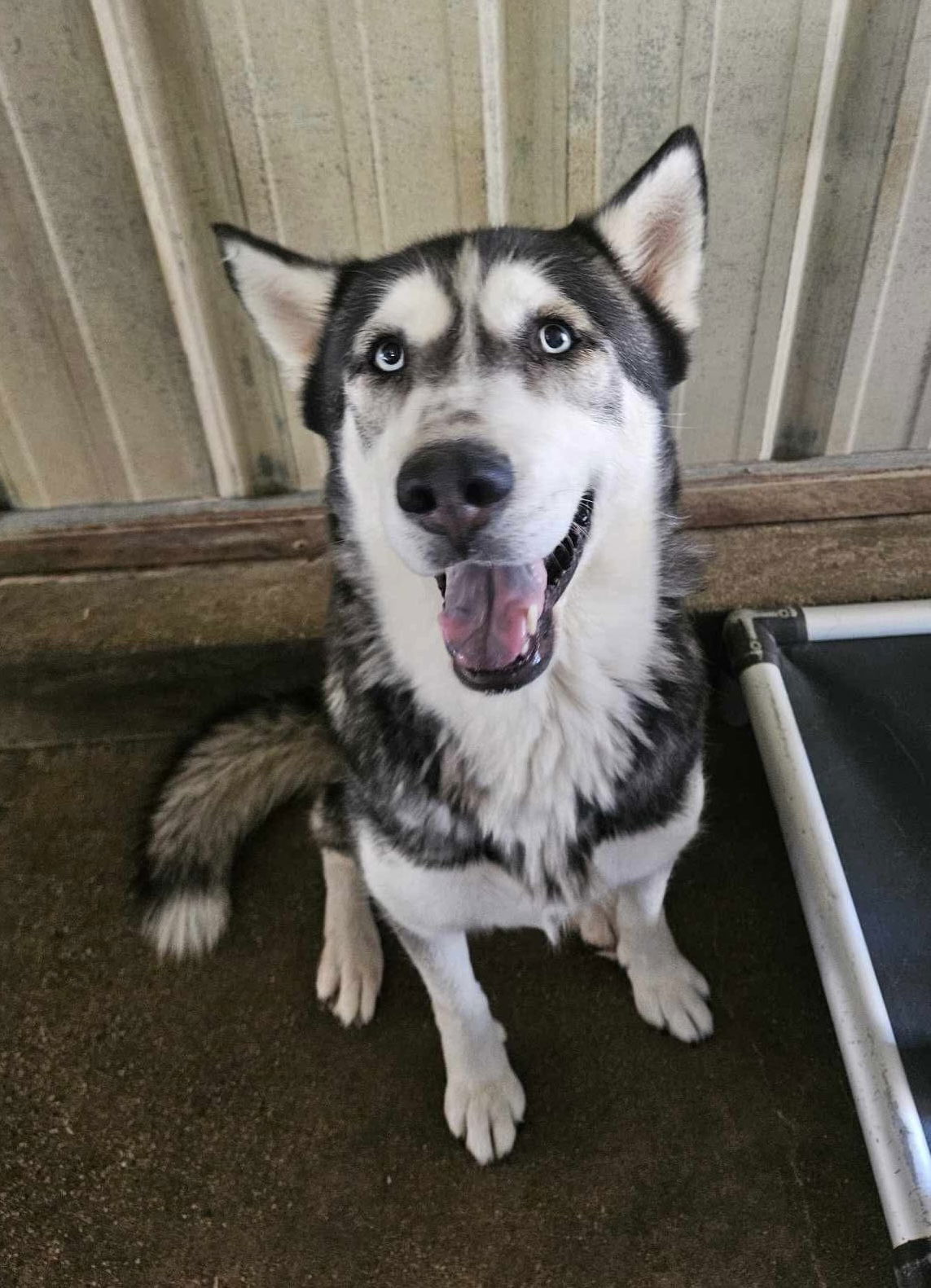 adoptable Dog in El Centro, CA named Ashley