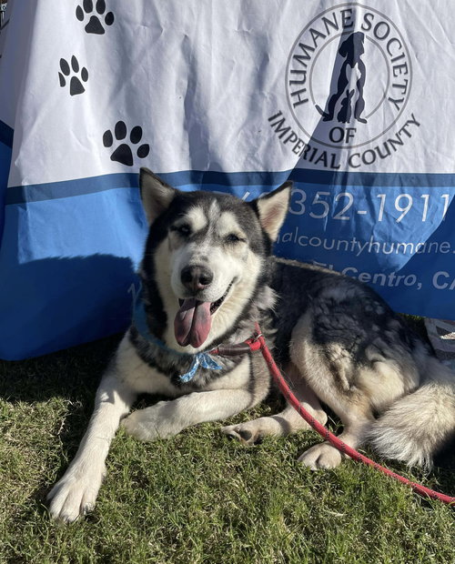 ASHLEY - Husky available for adoption