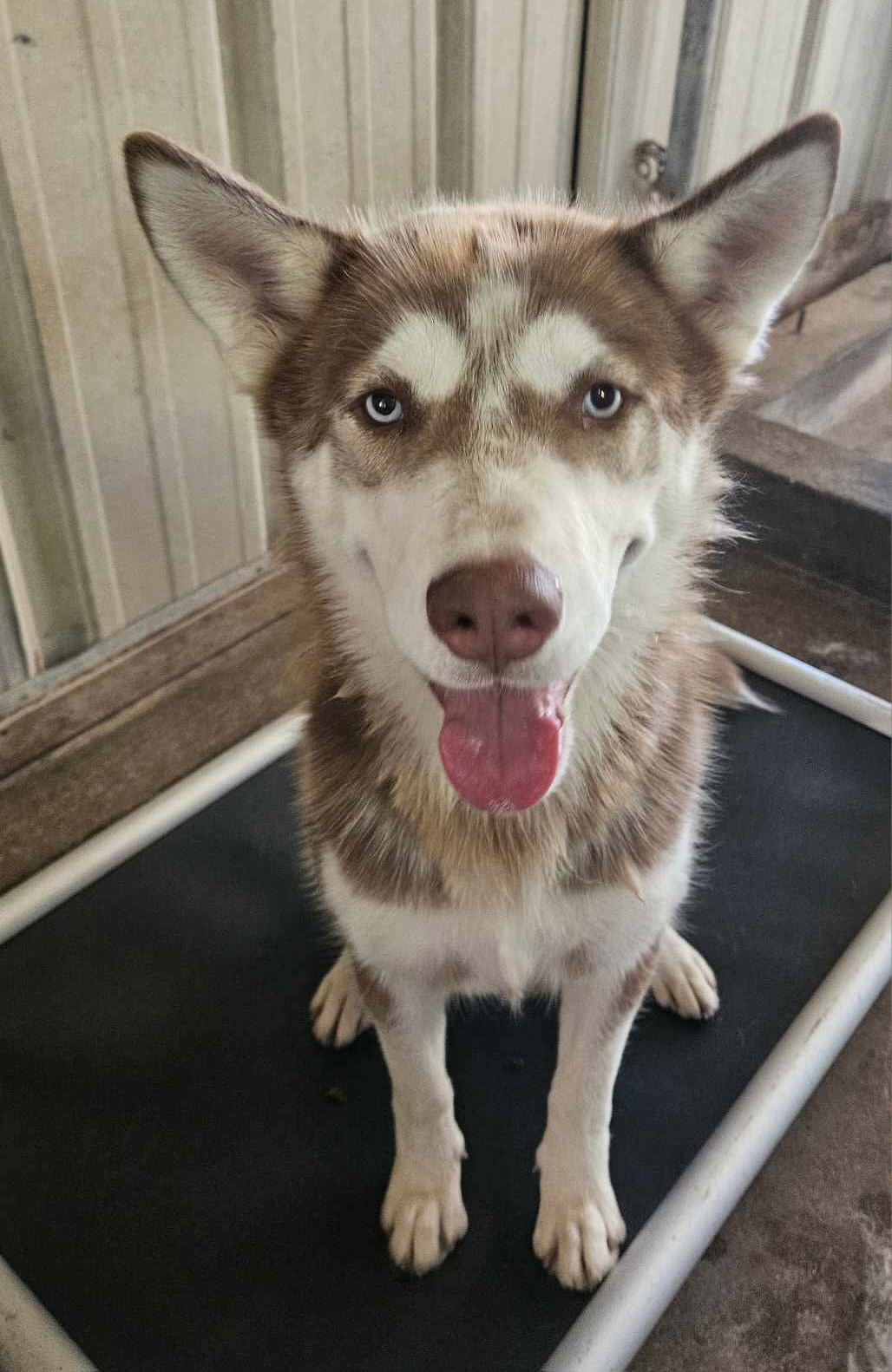 adoptable Dog in El Centro, CA named Hilary