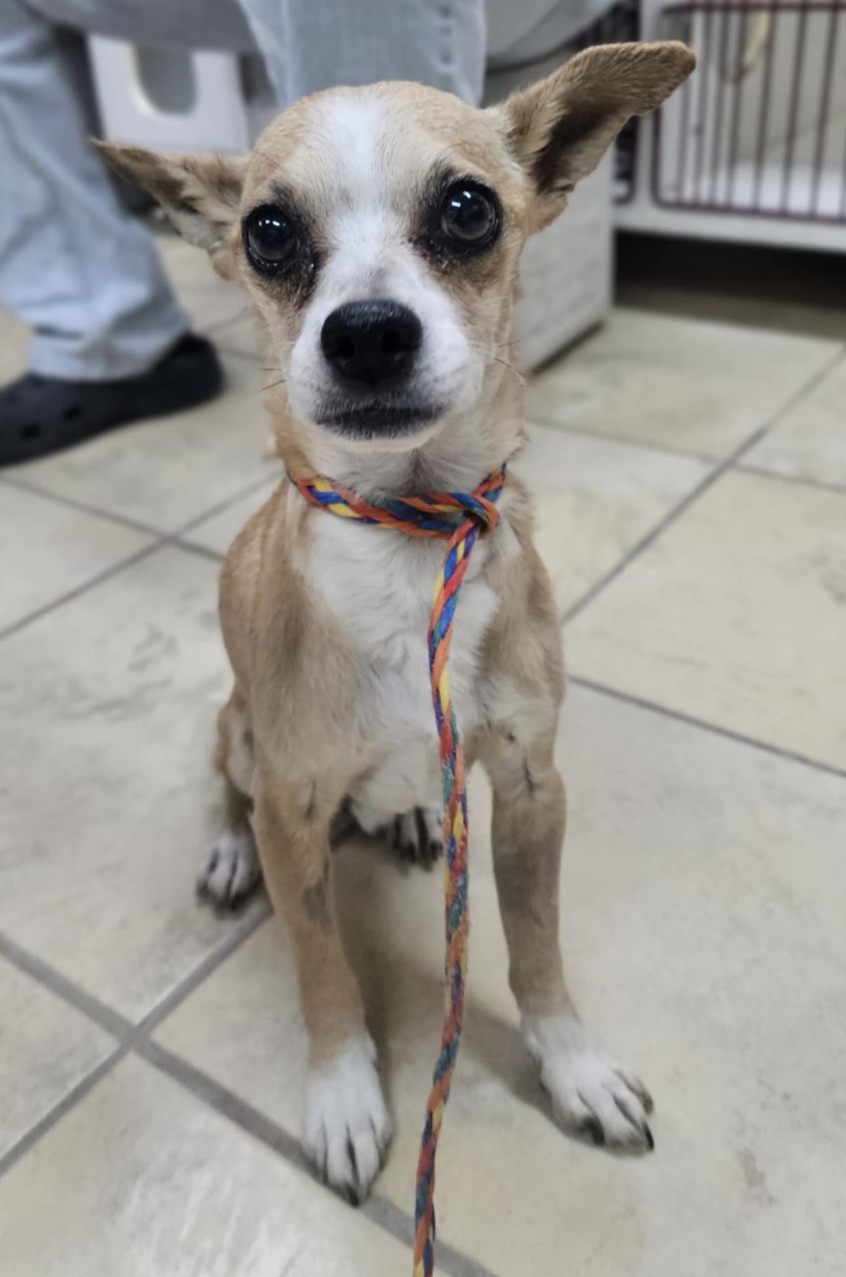adoptable Dog in El Centro, CA named King