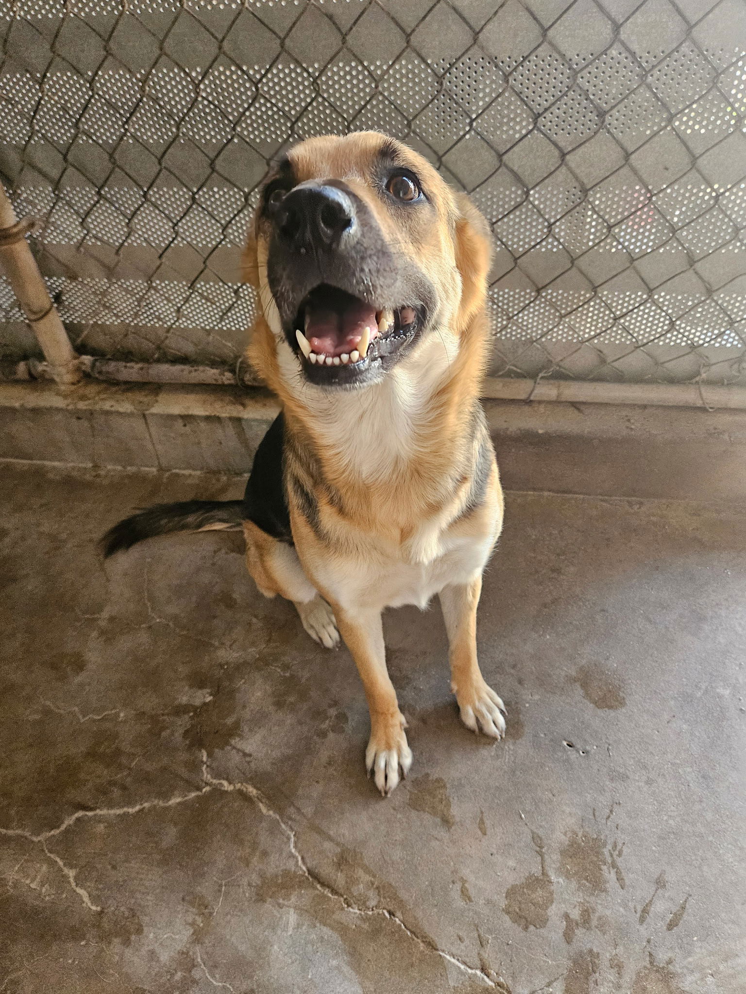 adoptable Dog in El Centro, CA named Friday
