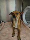 adoptable Dog in El Centro, CA named Klaus