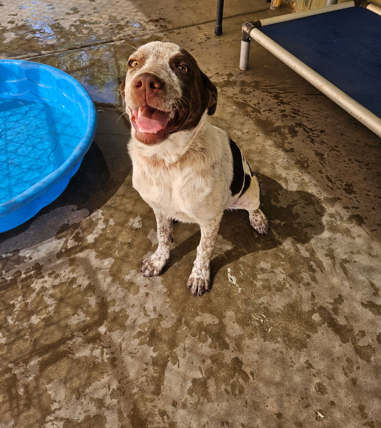 adoptable Dog in El Centro, CA named Roxanne