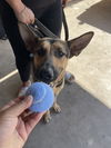Sheeba