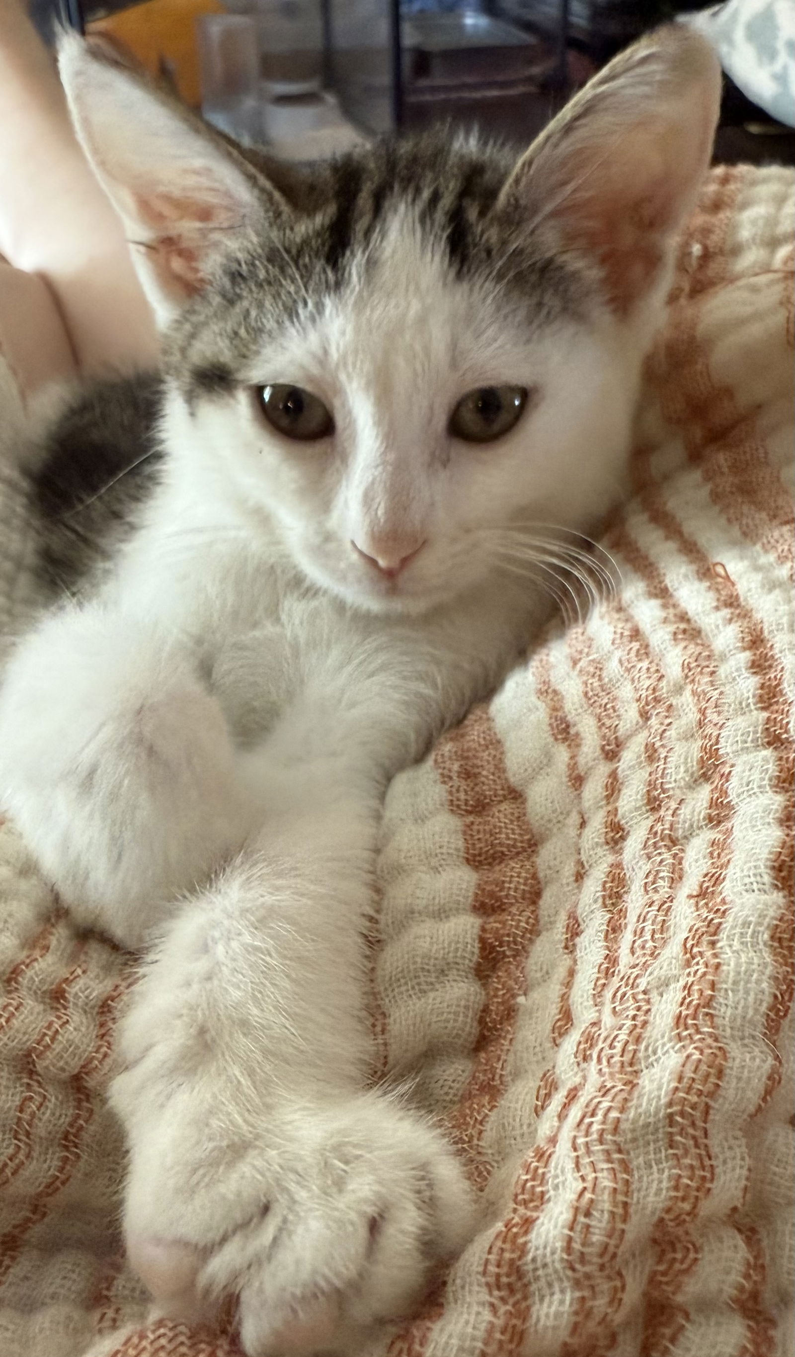 adoptable Cat in El Centro, CA named Jewel