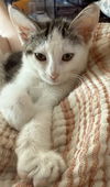 adoptable Cat in El Centro, CA named Jewel