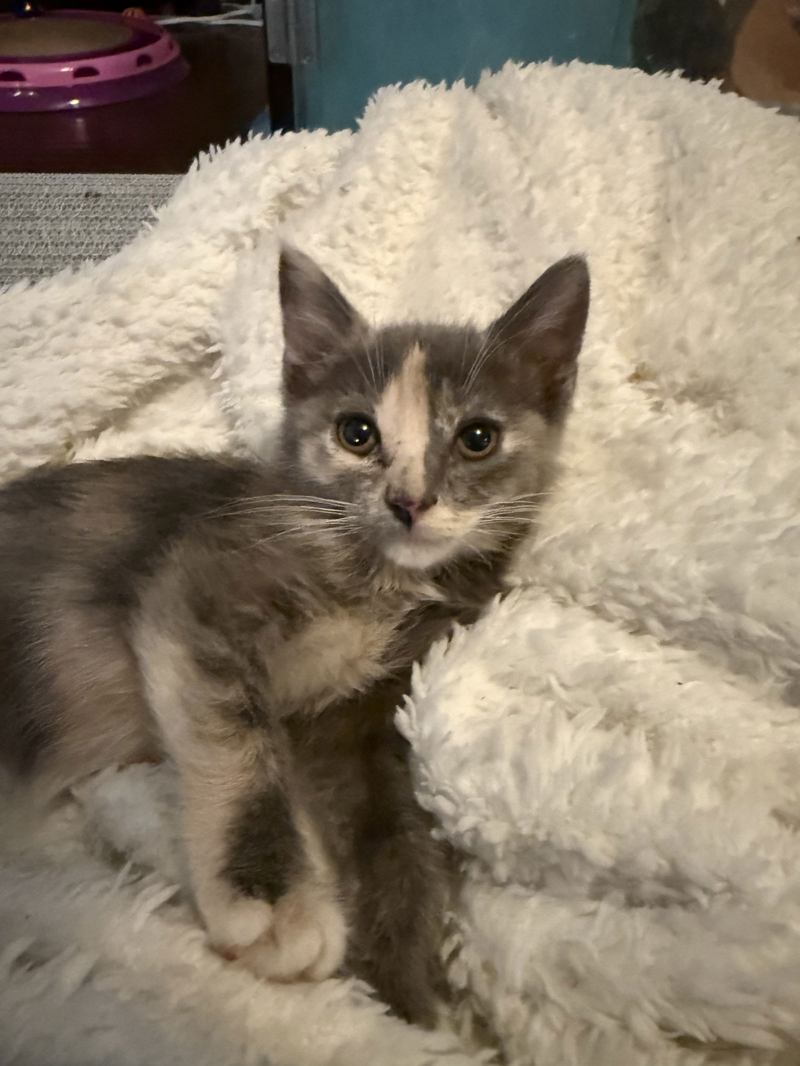 adoptable Cat in El Centro, CA named Topaz