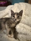 adoptable Cat in  named Topaz