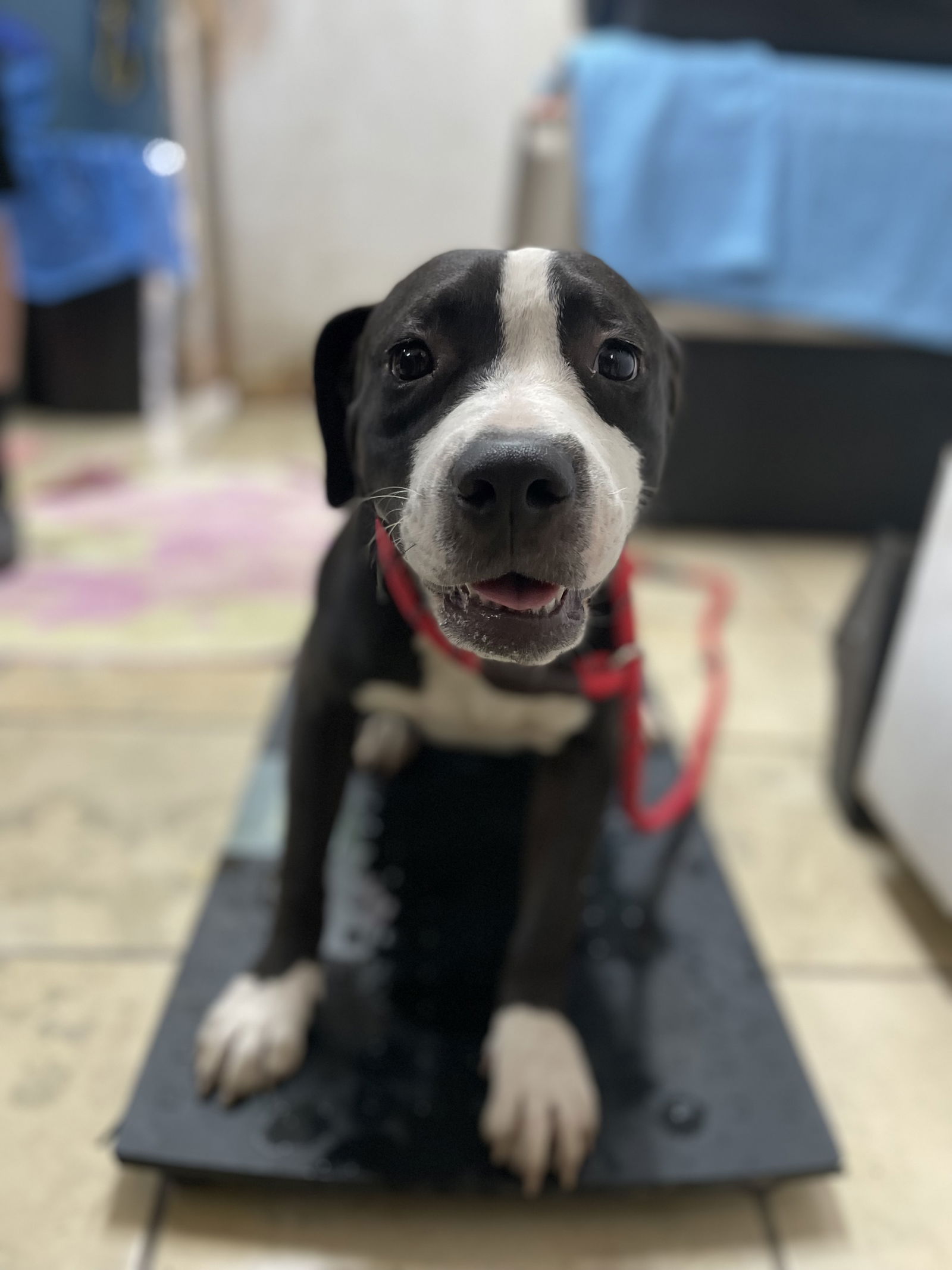 adoptable Dog in El Centro, CA named Cherrio