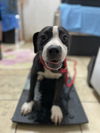 adoptable Dog in El Centro, CA named Cherrio