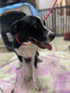 adoptable Dog in El Centro, CA named Trix