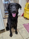 adoptable Dog in  named Ramona